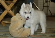 DAZZILING SNOW WHITE SIBERIAN HUSKY PUPPIES AVAILABLE
