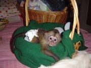 Intelligent and cute baby capuchin monkey for adoption