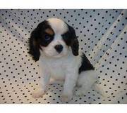 Cavalier King Charles Spaniel Puppies for Sale