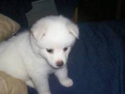 Affectionate American Eskimo puppy ready to go
