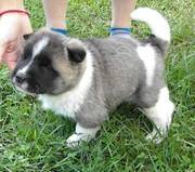 Lovely Akita Puppies To Warm Your Heart