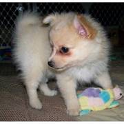 pomeranian puppies for adoption