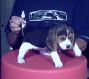 Adorable Beagle puppies raised