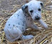 Dalmatian male and female puppies for sale