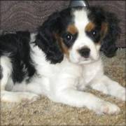 Cavalier King Charles Spaniel puppies ready to go now