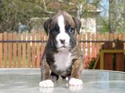 Mavelouse Boxer Puppy For New Home Sale