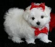  tiny T-CUP Maltese Puppies for adoption 