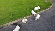 five Bichon Frise puppies for sale in galway