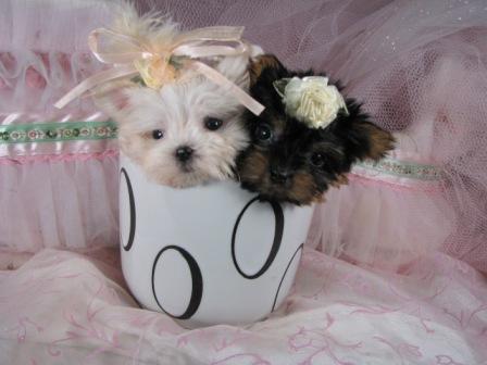 Mini Teacup Maltese