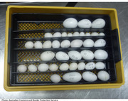 FERTILE GAURANTEED HATCHING PARROT EGGS FOR SALE