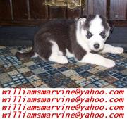Quality and lovely Siberian Husky Puppies For Sale